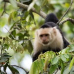 mono capuchino