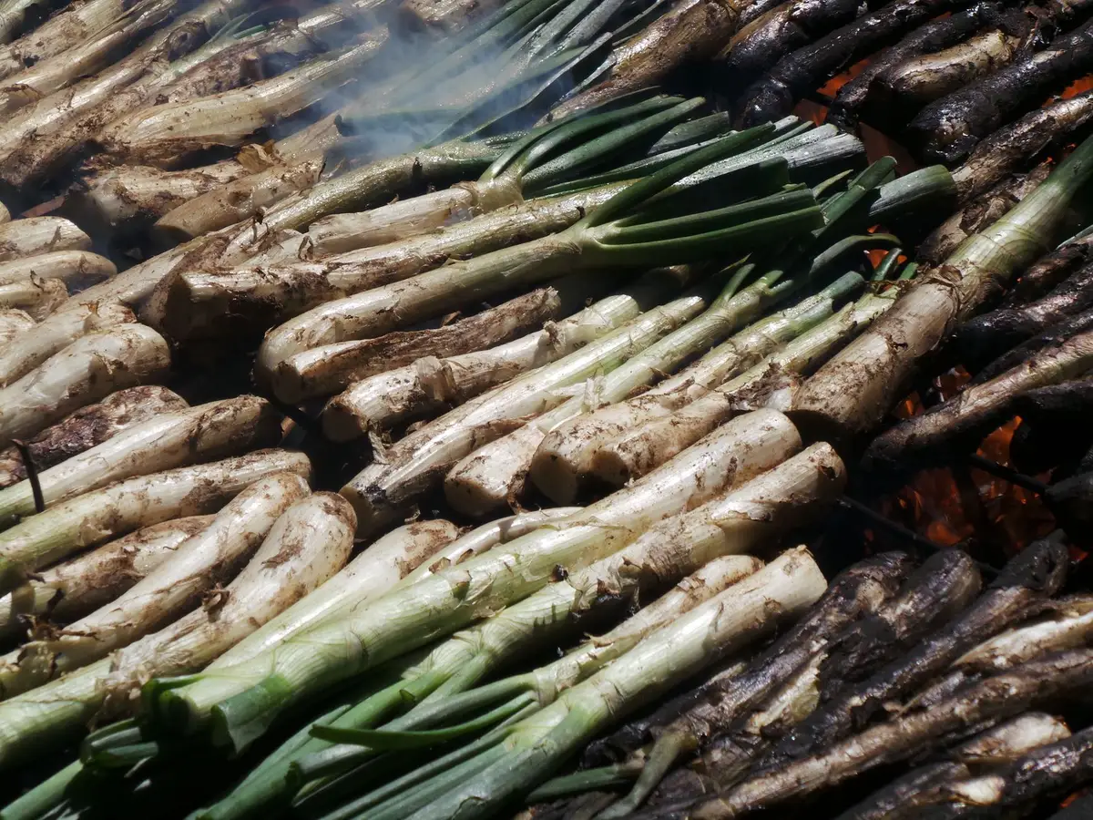 Calçots asados sobre carbón caliente, típicos de Cataluña