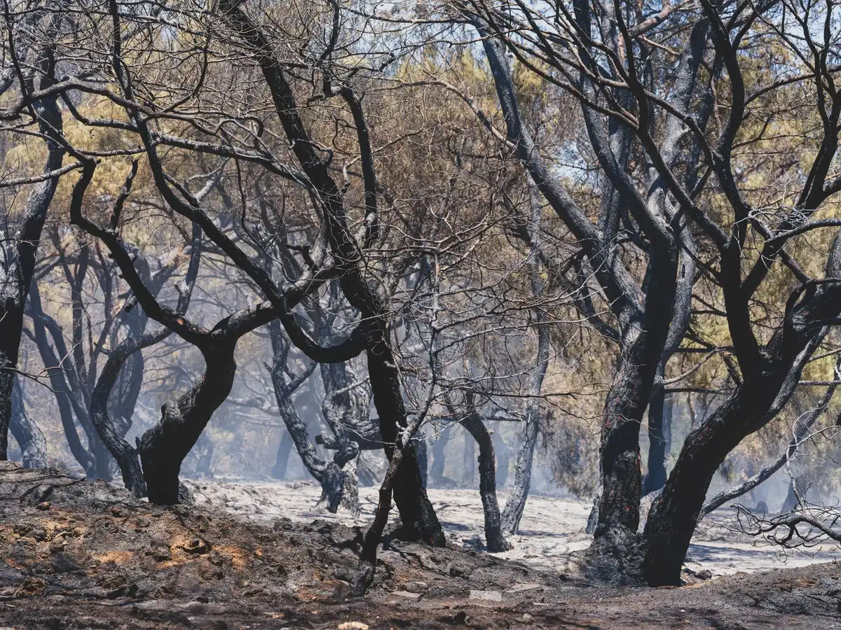 Bosque de pinos quemados con humo elevándose del suelo ennegrecido tras el incendio