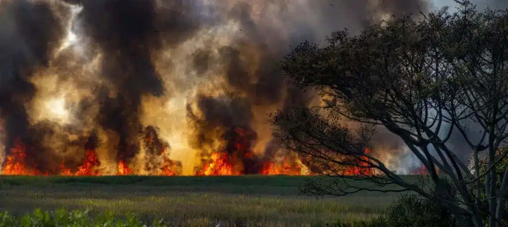 Árbol castaño milenario con tronco hueco y ramas retorcidas en bosque dañado por incendio