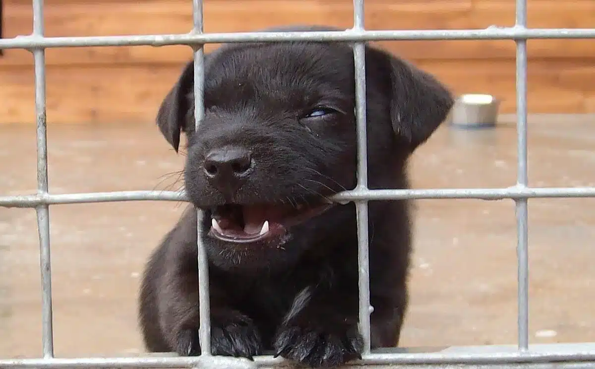Voluntarios en un refugio mostrando perros disponibles para adopción