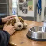 Tres startups ofrecen soluciones para el cuidado animal en el día mundial de los animales